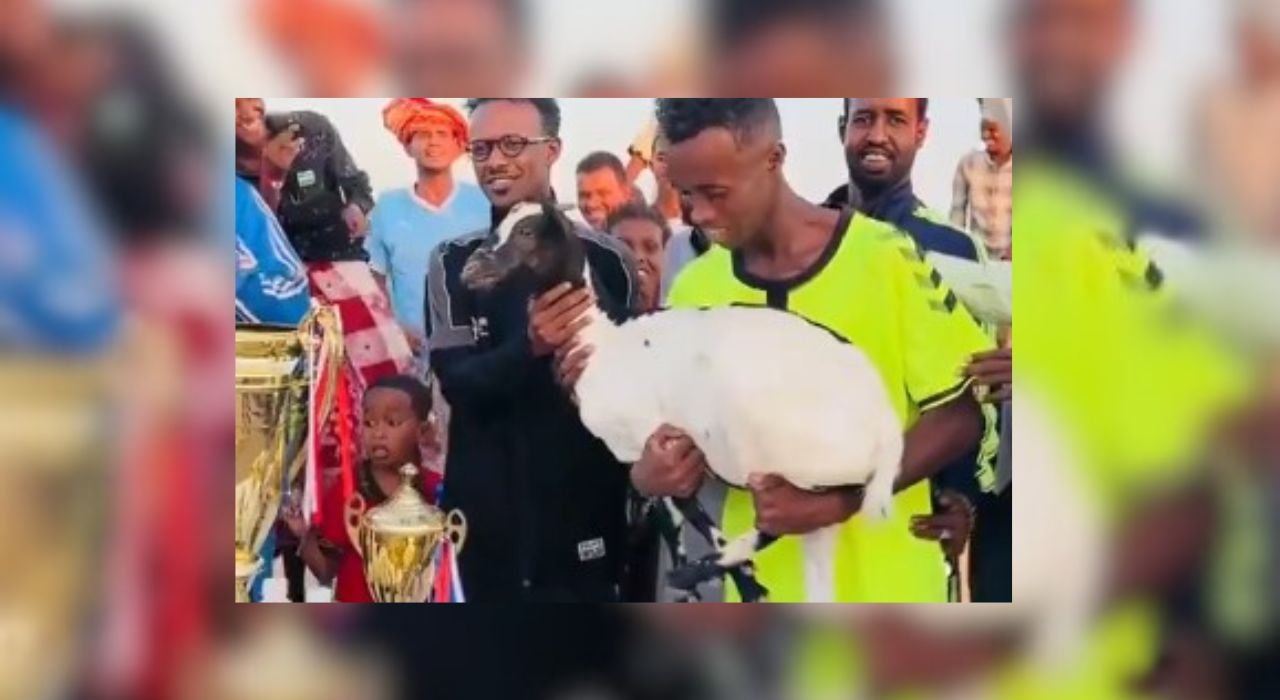 Insolite : Une chèvre offerte à un meilleur joueur de match